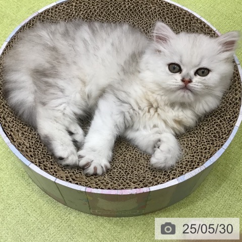 ペルシャの写真