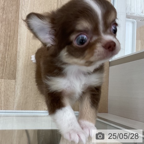 チワワの写真