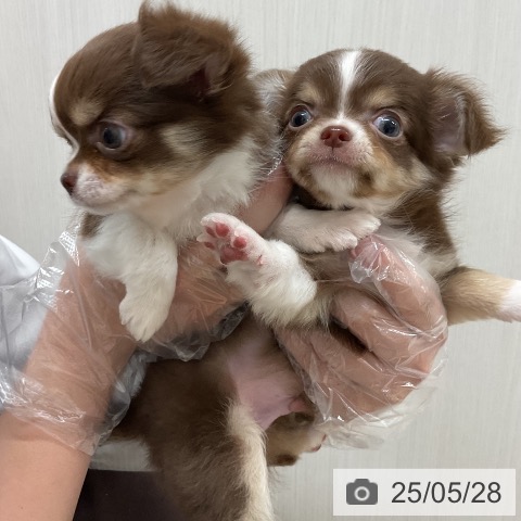 チワワの写真