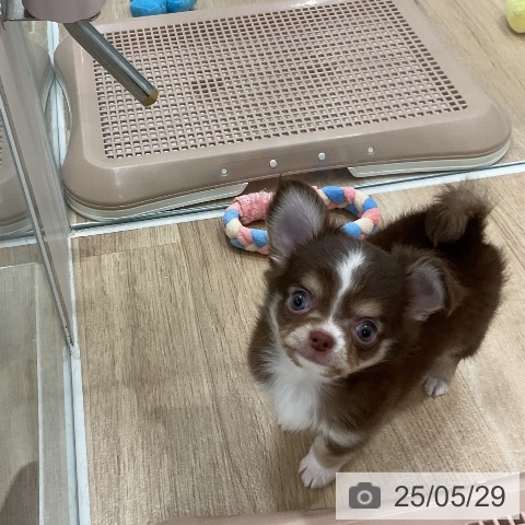 チワワの写真