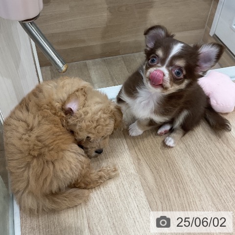 チワワの写真