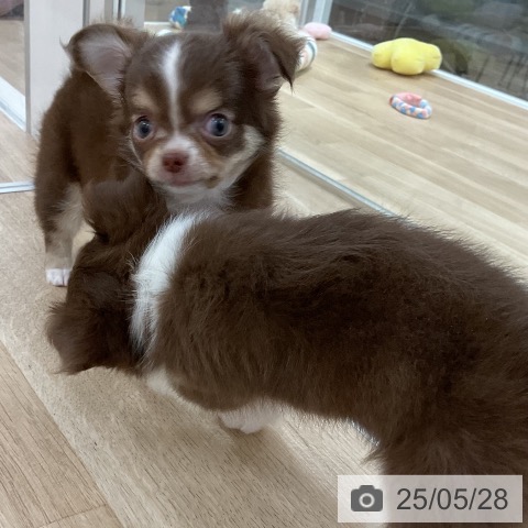 チワワの写真
