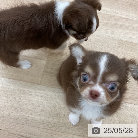 チワワの写真