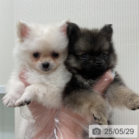ポメラニアンの写真