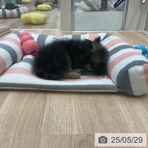 ポメラニアンの写真