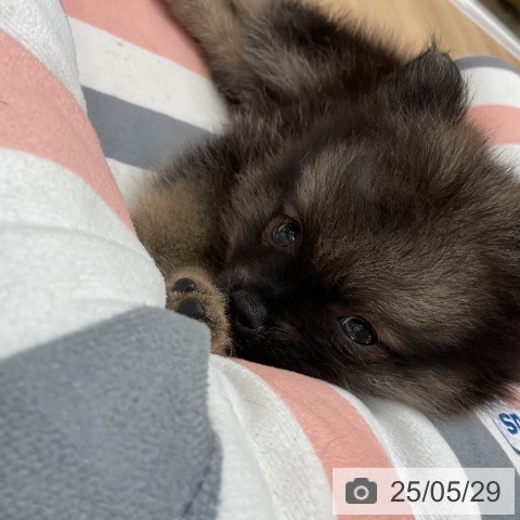 ポメラニアンの写真