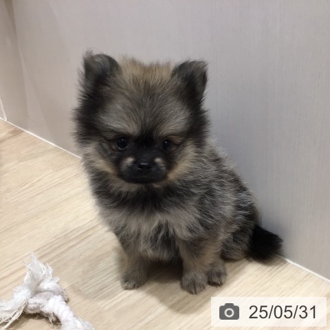 ポメラニアンの写真