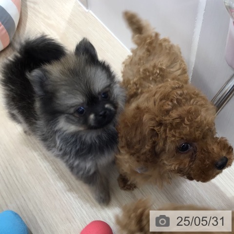 ポメラニアンの写真