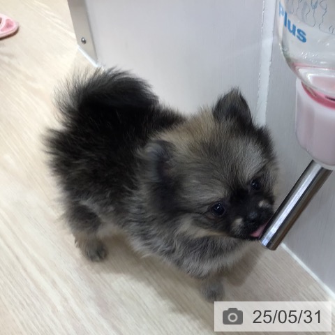 ポメラニアンの写真