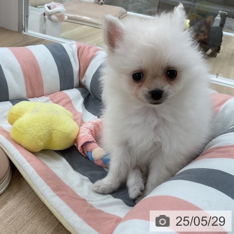 ポメラニアンの写真