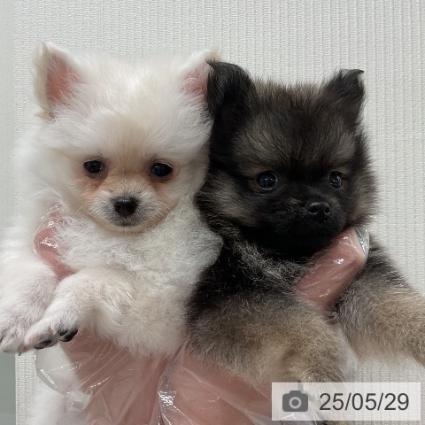 ポメラニアンの写真