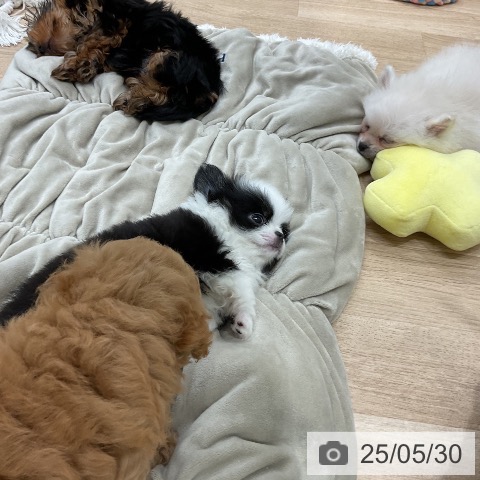 ポメラニアンの写真