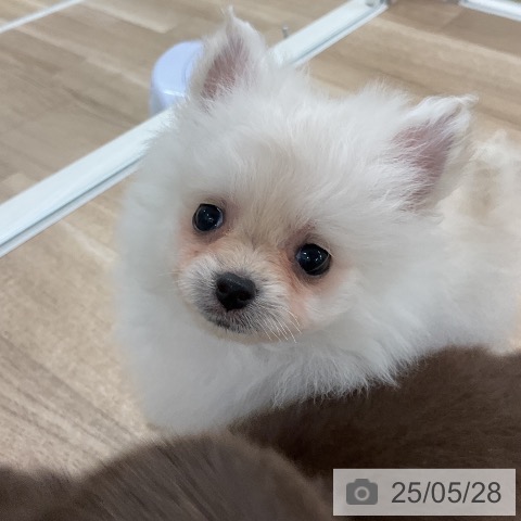 ポメラニアンの写真