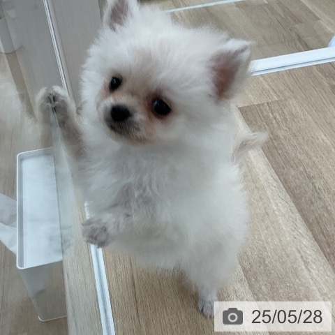 ポメラニアンの写真