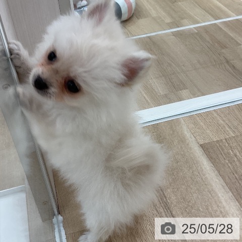 ポメラニアンの写真