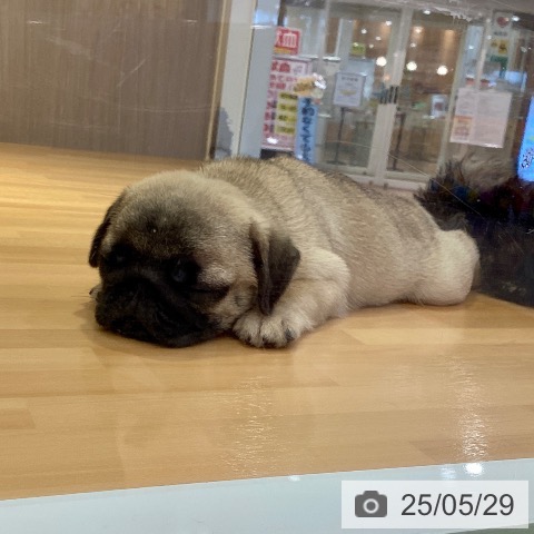 パグの写真