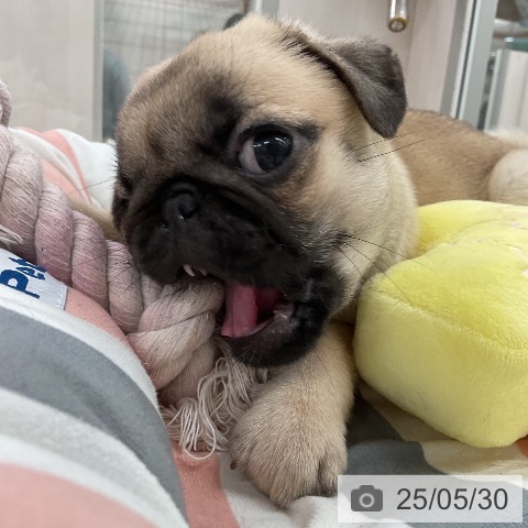 パグの写真