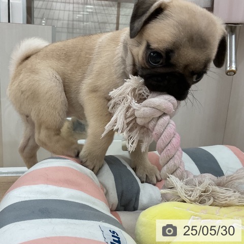 パグの写真