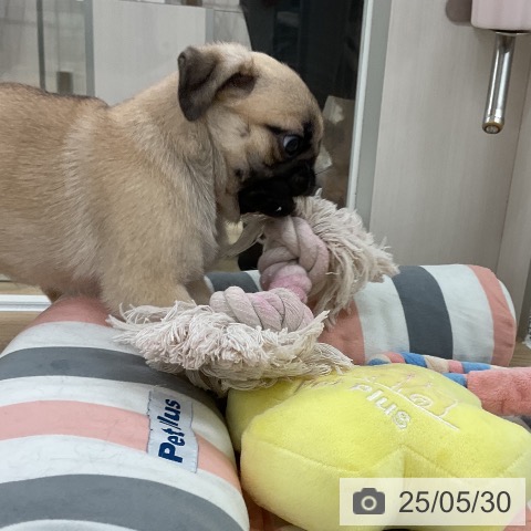 パグの写真