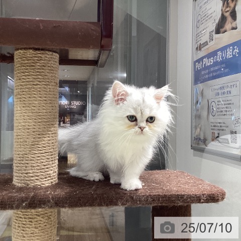 ペルシャの写真