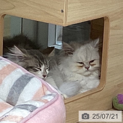 ペルシャの写真