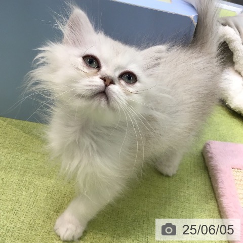 ペルシャの写真