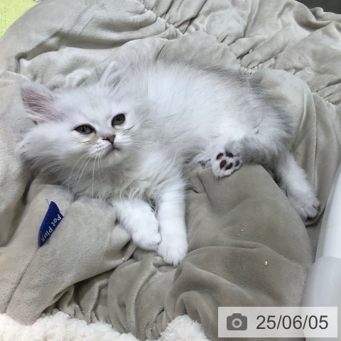 ペルシャの写真