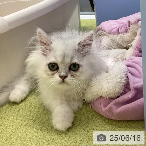 ペルシャの写真