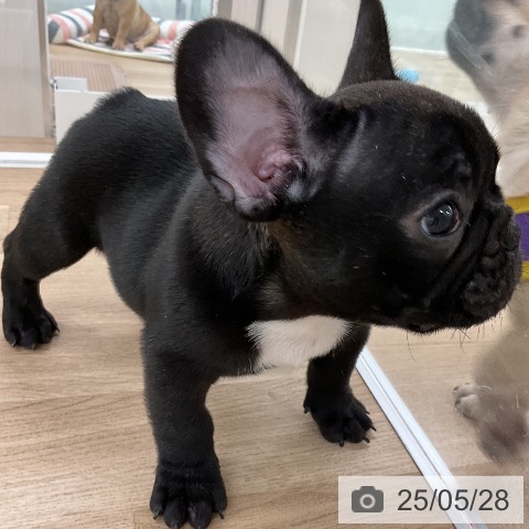 フレンチ・ブルドッグの写真