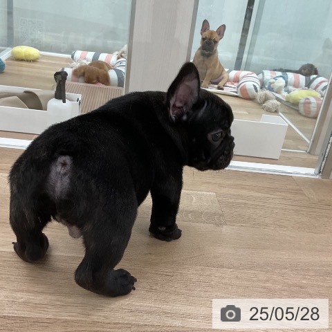 フレンチ・ブルドッグの写真