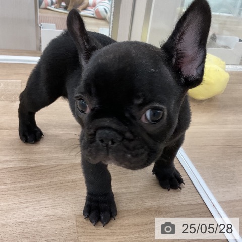 フレンチ・ブルドッグの写真