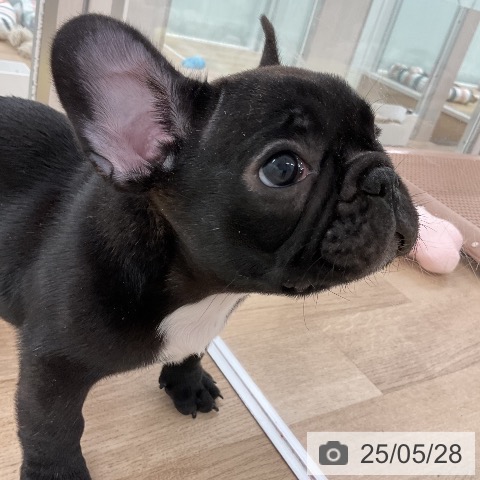 フレンチ・ブルドッグの写真