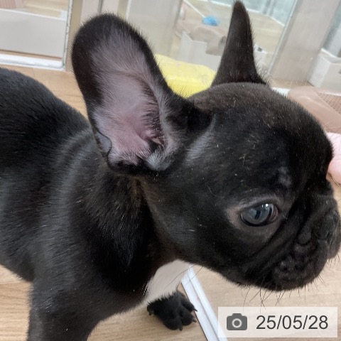 フレンチ・ブルドッグの写真