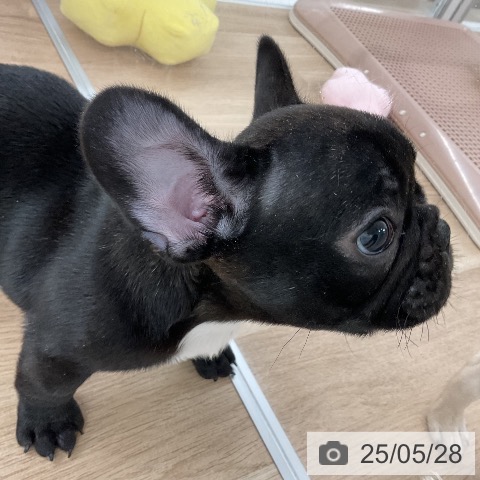 フレンチ・ブルドッグの写真