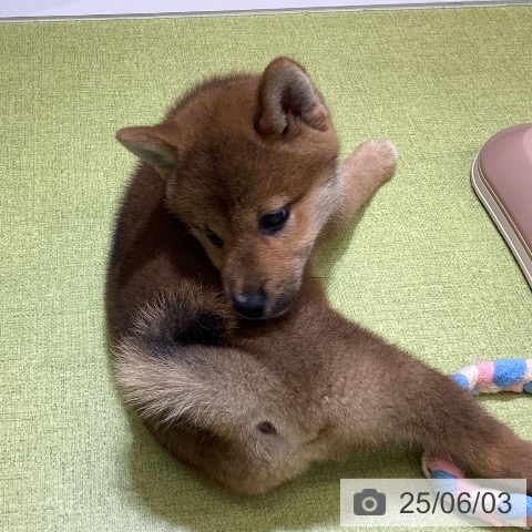 柴の写真