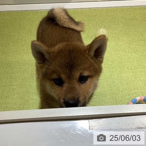 柴の写真