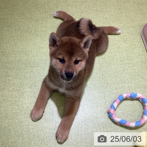 柴の写真