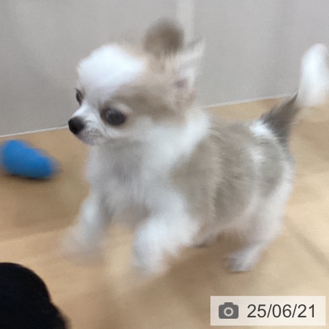 チワワの写真
