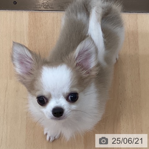 チワワの写真