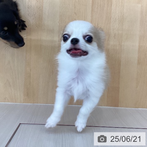 チワワの写真