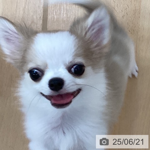 チワワの写真
