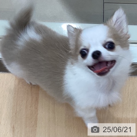 チワワの写真