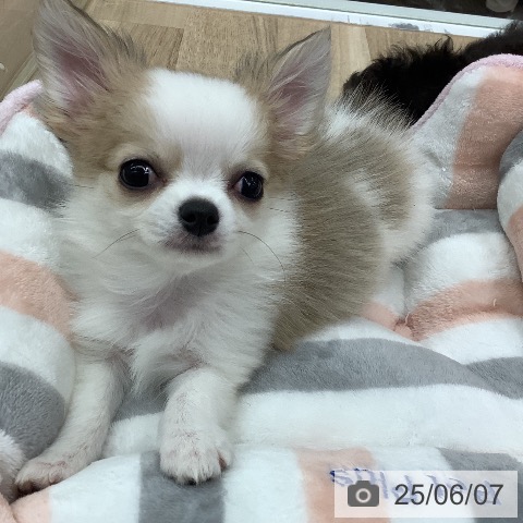 チワワの写真