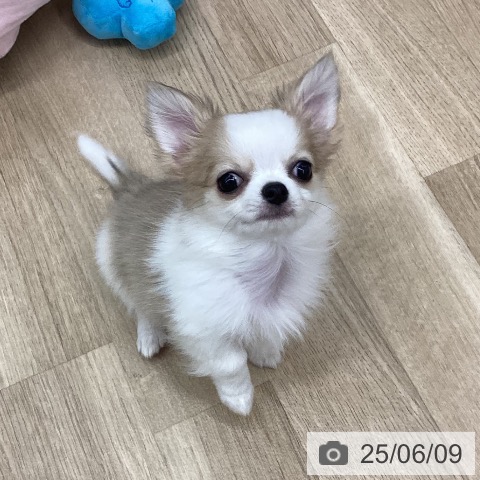チワワの写真