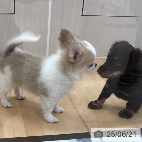 チワワの写真