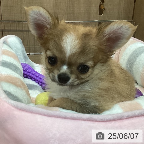 チワワの写真