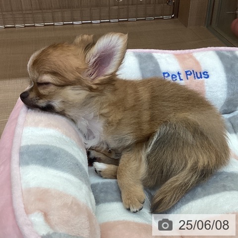 チワワの写真