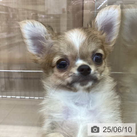 チワワの写真