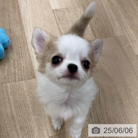 チワワの写真