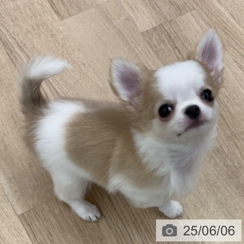 チワワの写真